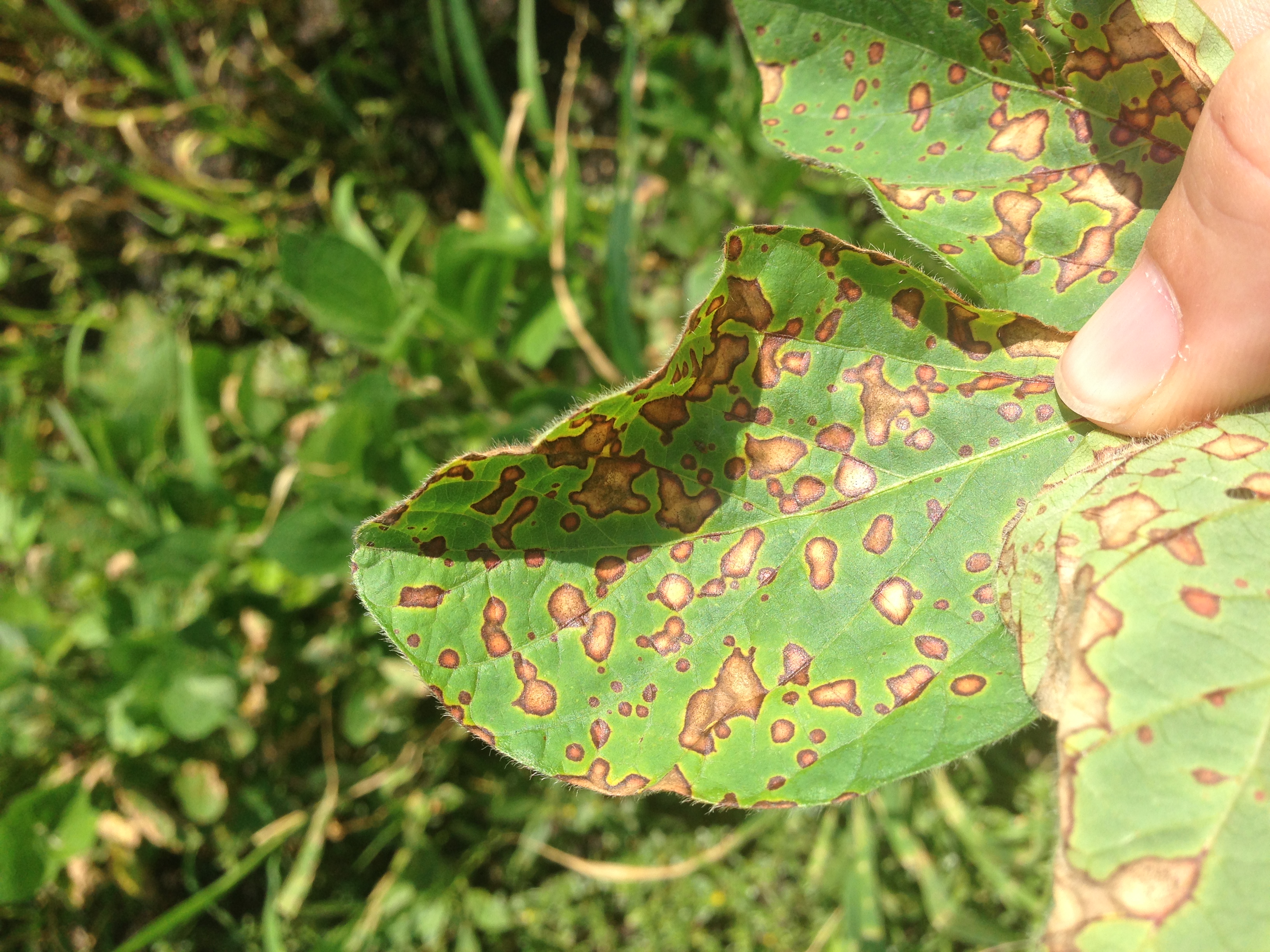 ई-पीक पाहणी नोंदणीपासून वंचित शेतकऱ्यांसाठी ही आहे संधी... तातडीने हे करा...