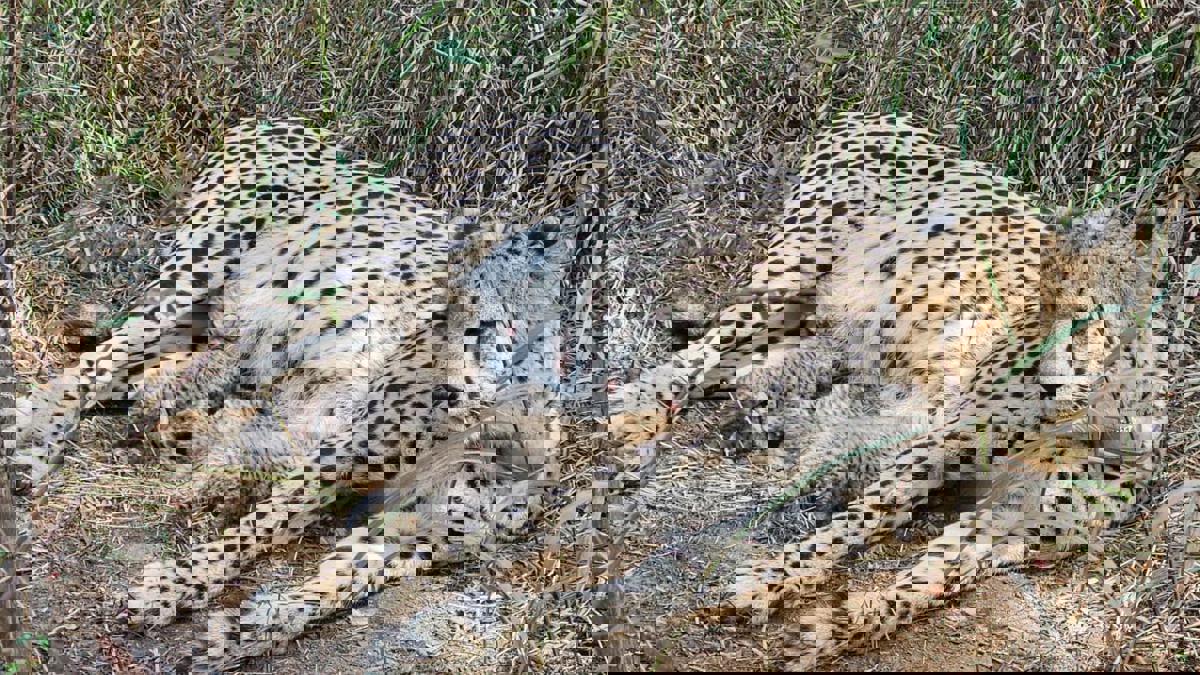 दक्षिण आफ्रिकेतून भारतात आणलेले चित्ते कसे आहेत? भारतात ते रुळले की नाही?