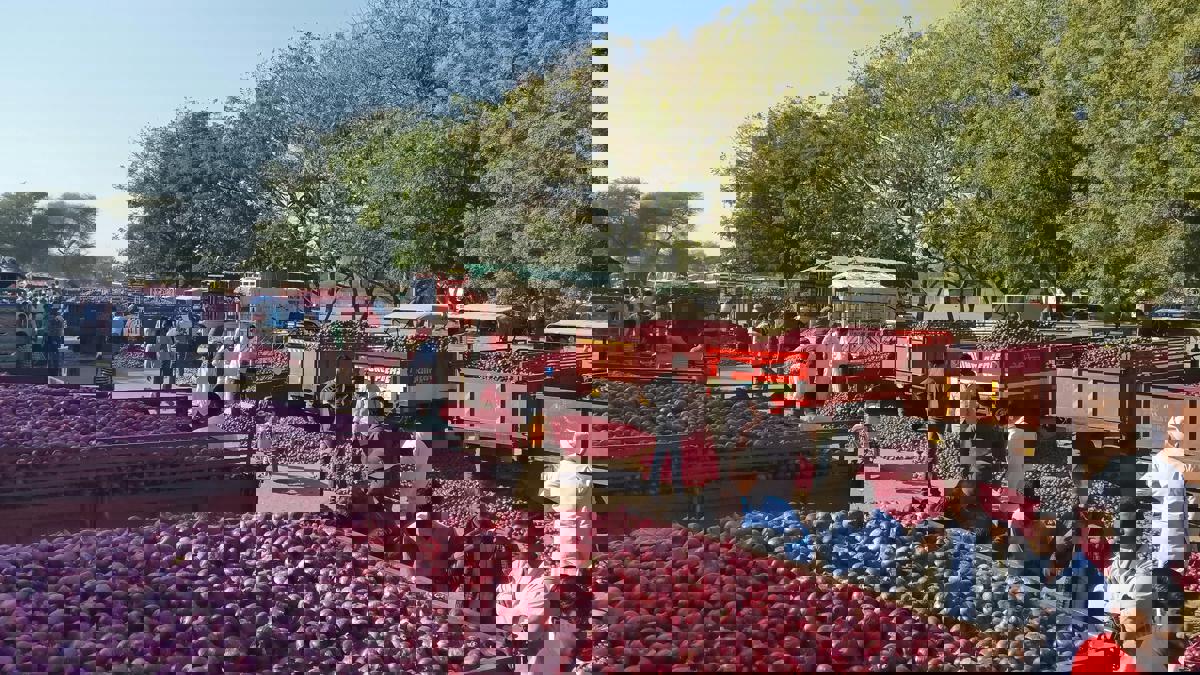 कांदा उत्पादक शेतकऱ्यांसाठी अत्यंत आनंदाची बातमी...