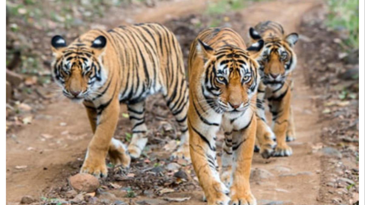 वाघ, बिबट्यांपासून सतर्कतेचा इशारा देणारी ‘एआय’ यंत्रणा कार्यान्वित....  ४० ठिकाणचे अलर्टस्‌ मिळणार....