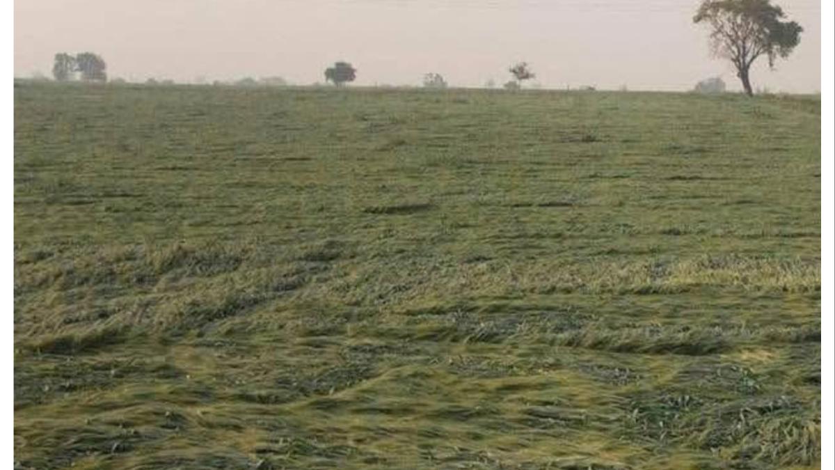 अतिवृष्टीग्रस्त शेतकऱ्यांना कर्जमाफी मिळणार का? राज्य सरकारने केला हा खुलासा...