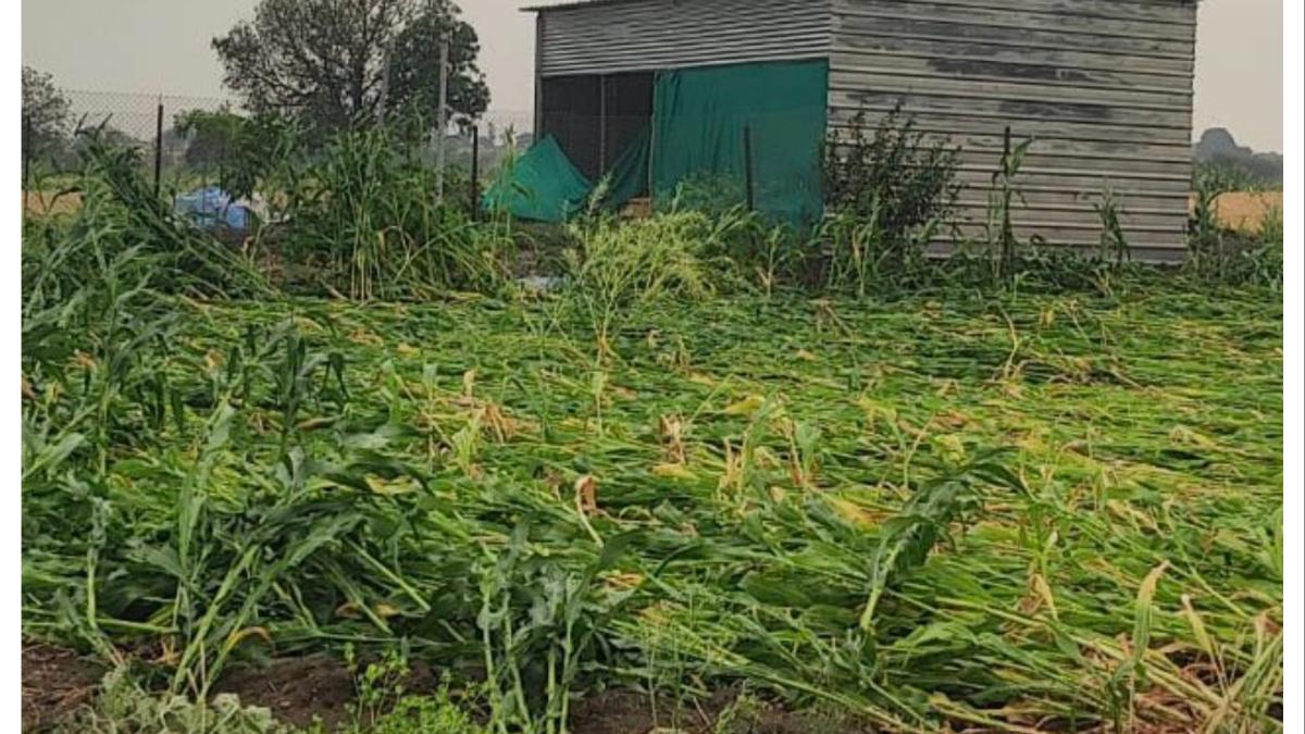 नुकसानग्रस्त शेतकऱ्यांना दिलासा... केंद्रीय कृषिमंत्र्यांनी दिले हे आदेश...