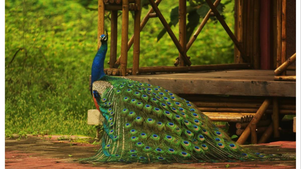 ओसाड माळरानावर फुललेलं भारताचं पहिलं मानवनिर्मित नंदनवन... असा आहे 'सागरेश्वर पॅटर्न'...