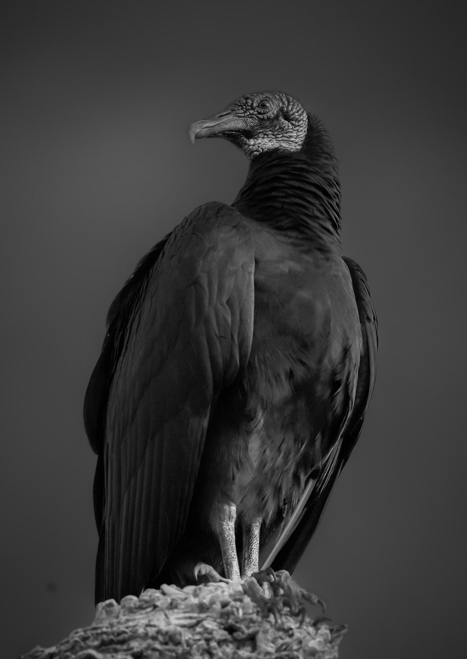 १७ दिवसांत ७५० किमीचा प्रवास करून गिधाड पोहचले नाशिकमध्ये... असे झाले उघड...