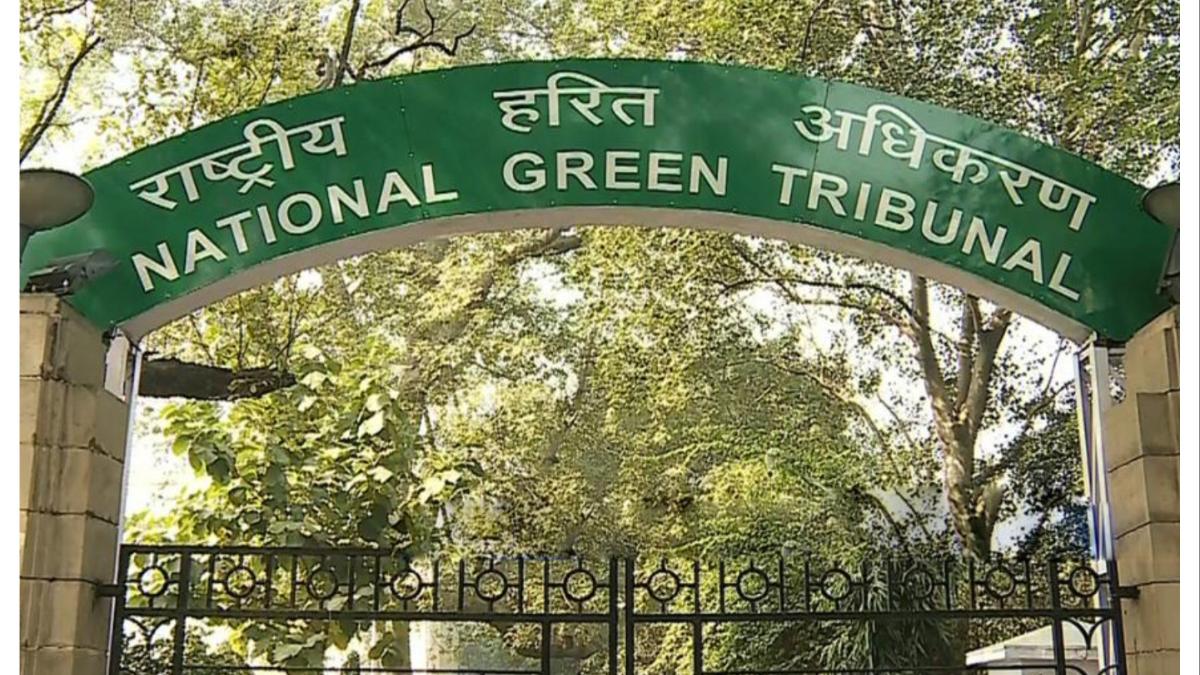 नाशिक महापालिकेला हरित लवादाचा दणका... कुंभमेळ्याच्या नावाखाली होणाऱ्या वृक्षसंहाराला...