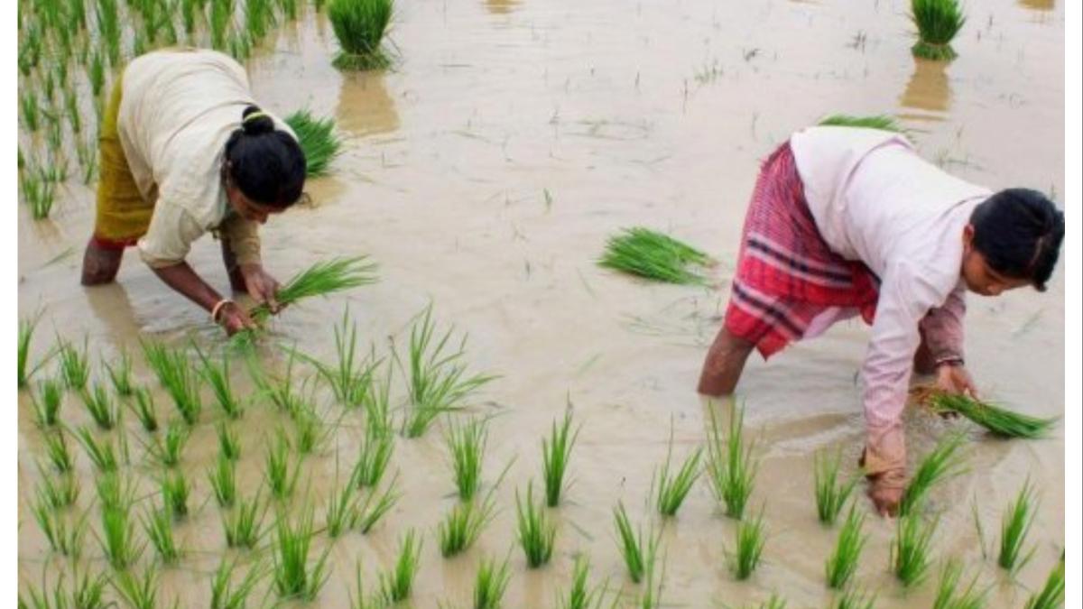 खरीप हंगामासाठी शेतकऱ्यांना मोठा दिलासा... केंद्र सरकारने दिली यास मंजुरी...