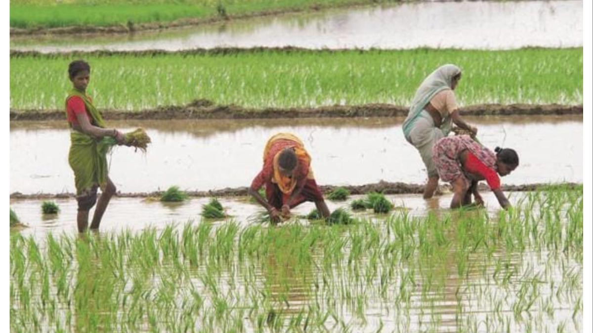 शेतकऱ्यांसाठी आनंदाची बातमी... केंद्र सरकारने घेतला हा मोठा निर्णय...