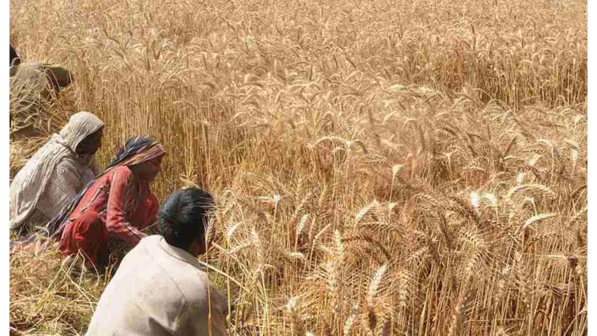 तापमानाचा तडाखा अन् पावसाचा फटका...  यंदा गव्हाची स्थिती काय?
