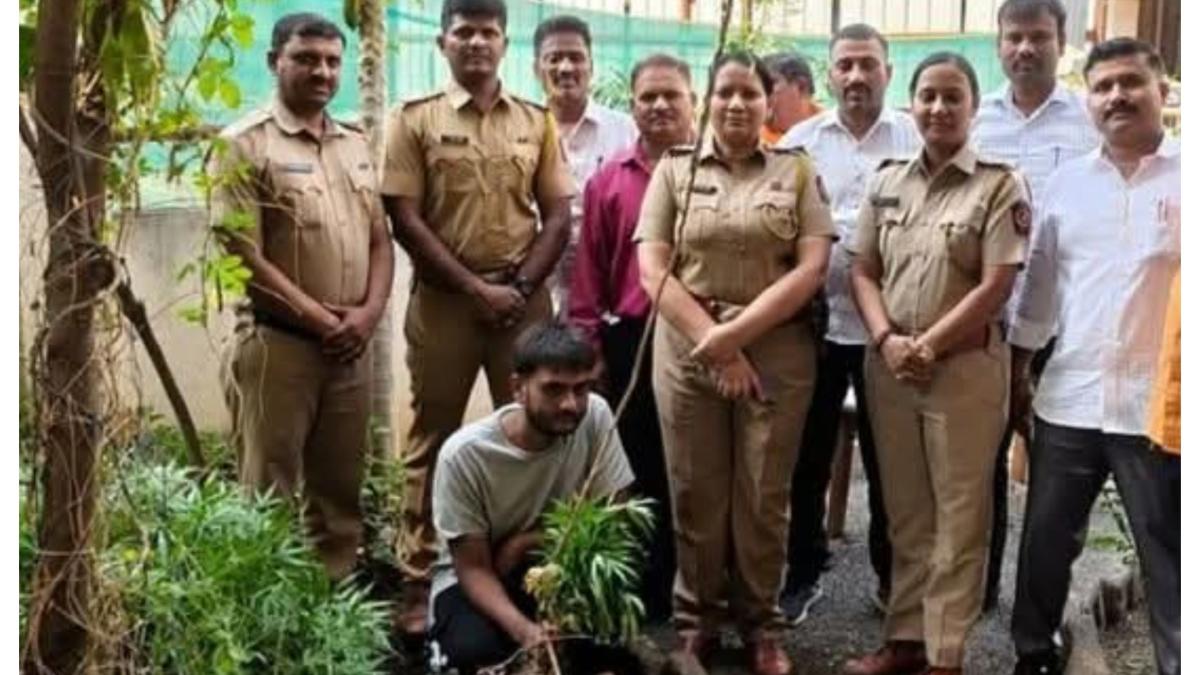 बंगल्यात फुलांऐवजी फुलवली गांजाची बाग... पुण्यात हायप्रोफाईल 'ड्रग फार्मिंग'चा पर्दाफाश...