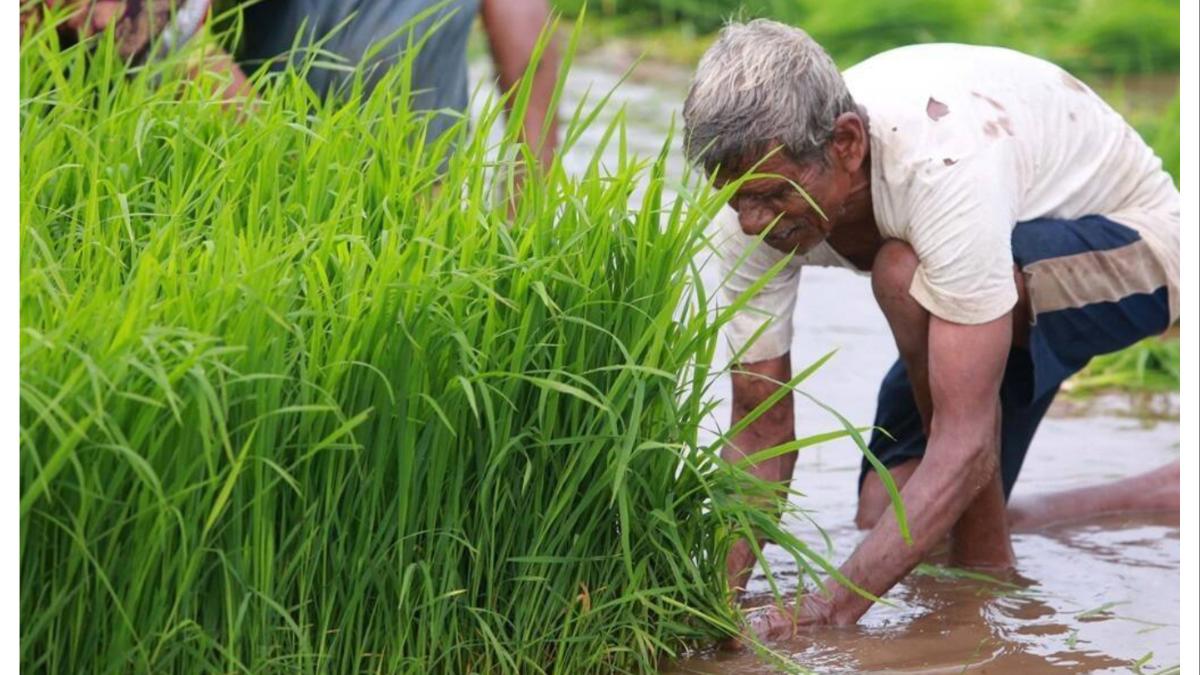 युद्ध आखातात, फटका महाराष्ट्राच्या मातीला...  खरीप हंगाम संकटात...   खत दरात तब्बल इतक्या टक्क्यांपर्यंत वाढ...