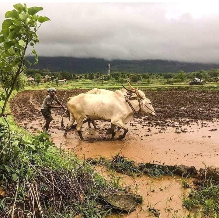 माती परीक्षण का करतात? शेतकऱ्यांना काय फायदा होतो? घ्या जाणून सविस्तर