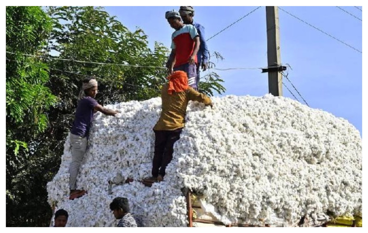 केंद्र सरकारचा मोठा निर्णय... कापसावरील हे शुल्क माफ... फायदा शेतकऱ्यांना की व्यापाऱ्यांना?