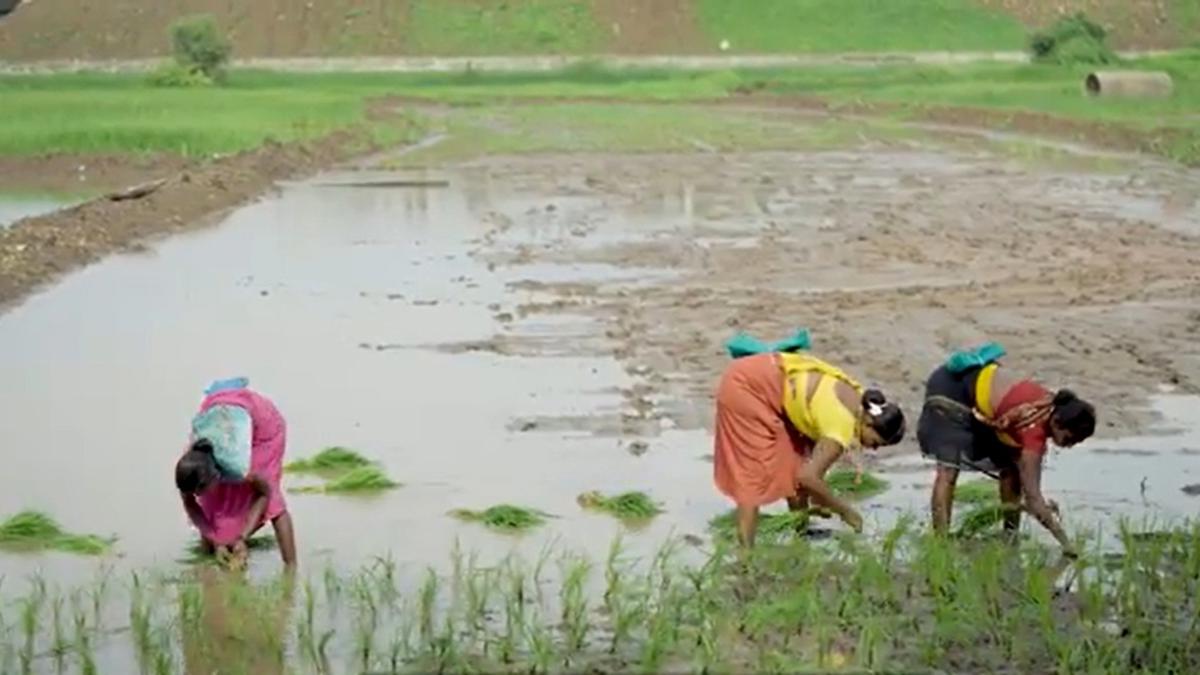 शेतकऱ्यांसाठी अर्थसंकल्पात आहेत या महत्त्वाच्या घोषणा...